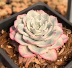 Succulent rosette in black plastic pot, pale white petals with pink variegation