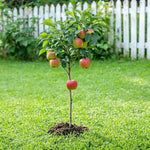 Apple Tree Sapling - Soil Song