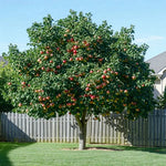 Apple Tree Sapling - Soil Song