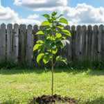 Apple Tree Sapling - Soil Song