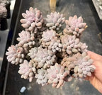 Pachyphytum Machucae succulent with pale lavender-pink rosettes held in hand