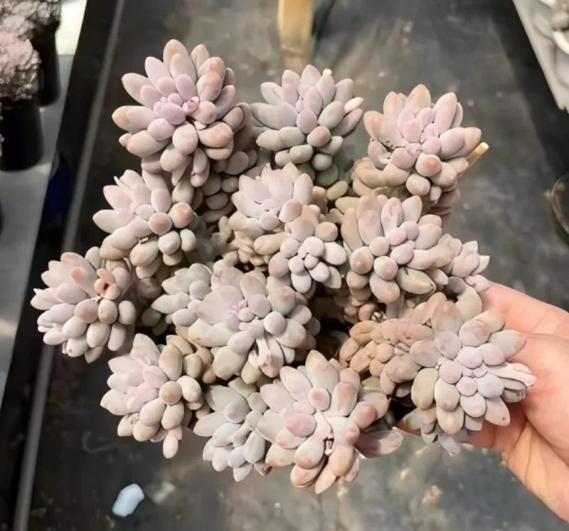 Pachyphytum Machucae succulent with pale lavender-pink rosettes held in hand