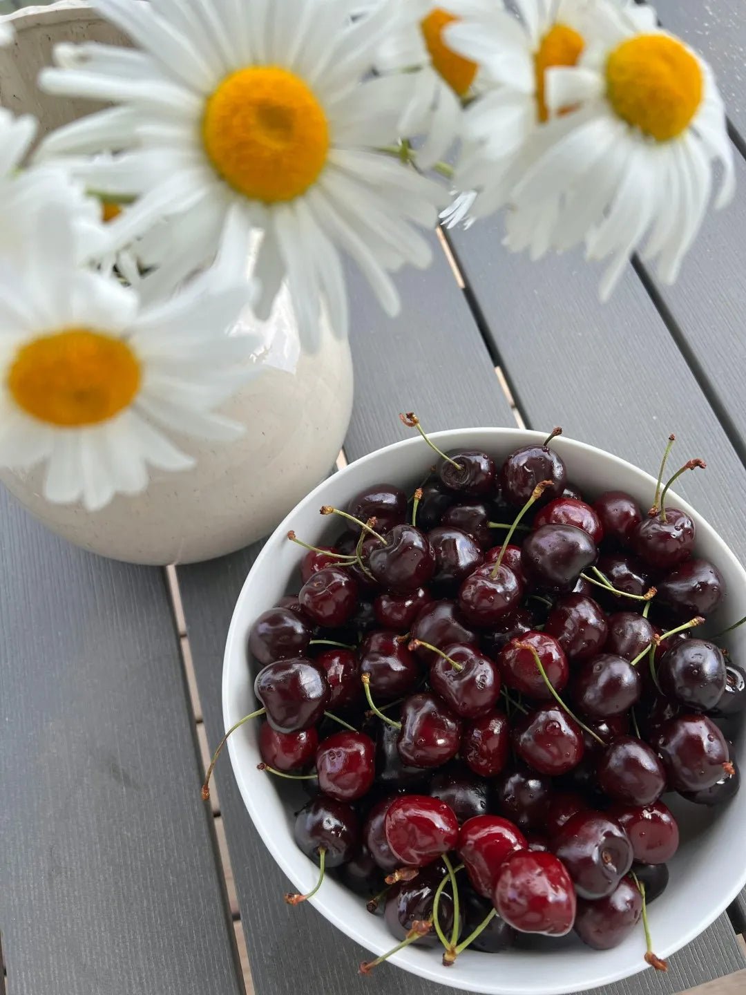 Black Tartarian Cherry Tree - Soil Song