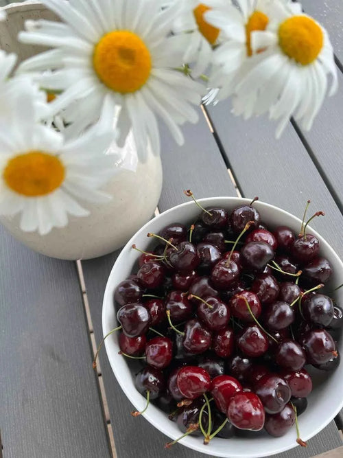 Black Tartarian Cherry Tree