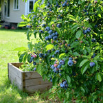 Blueberry Bush Sapling - Soil Song