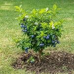 Blueberry Bush Sapling - Soil Song