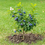 Blueberry Bush Sapling - Soil Song