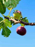 Bojihong Fig Tree