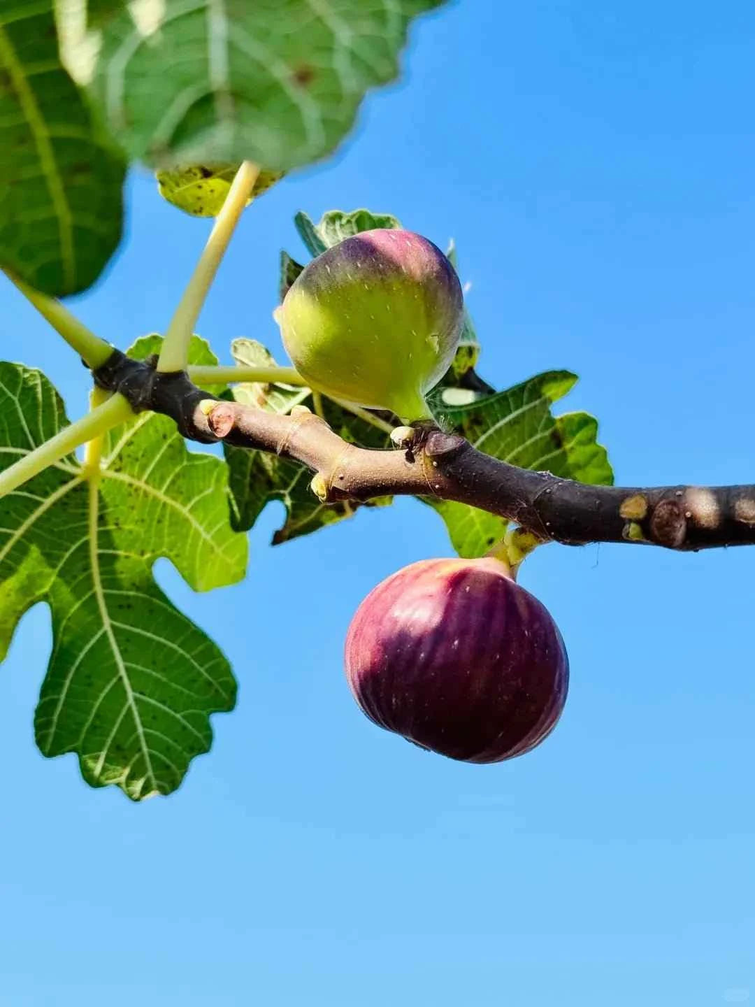 Bojihong Fig Tree