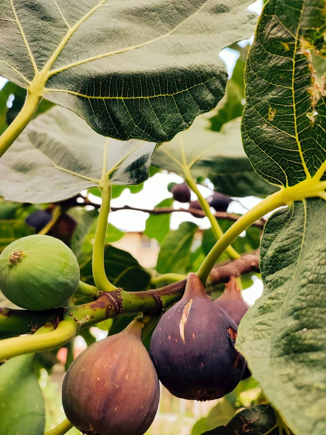 Brown Turkey Fig Tree - Soil Song