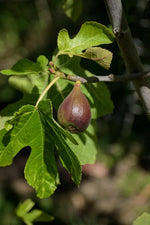 Brown Turkey Fig Tree - Soil Song