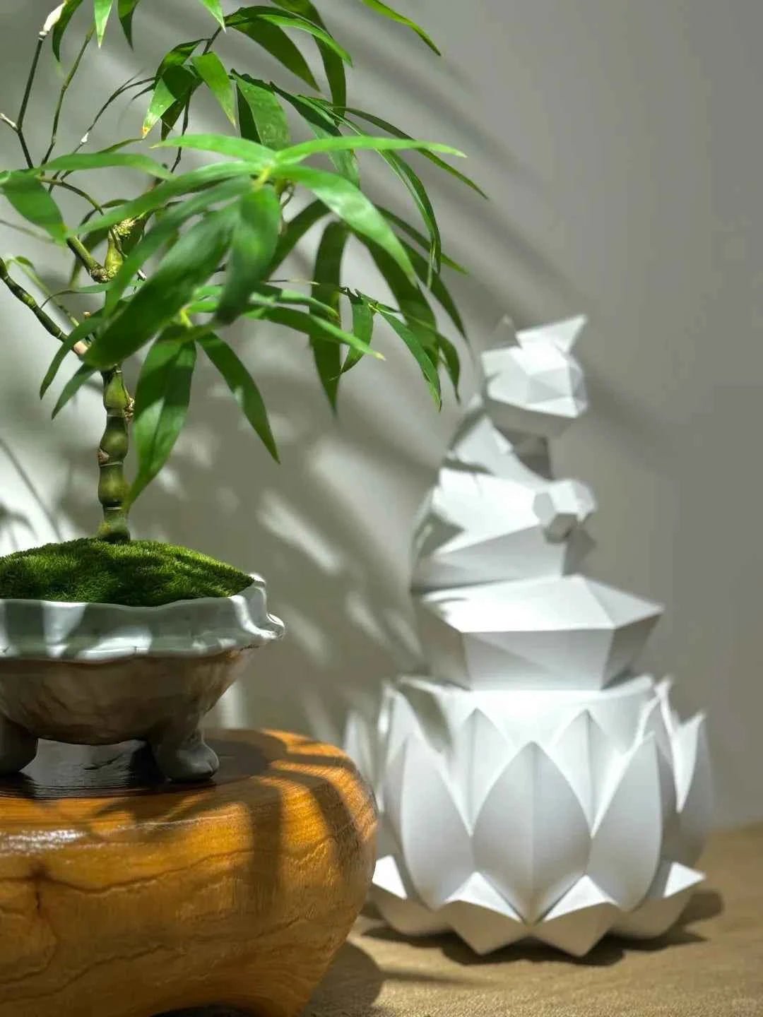 Bamboo plant in small round ceramic pot with green moss surface