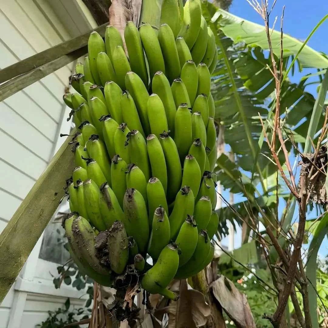 Dwarf banana tree showing a dense bunch of green bananas on the stem