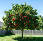 Cherry Sapling - Soil Song