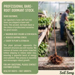 Cherry Sapling - Soil Song