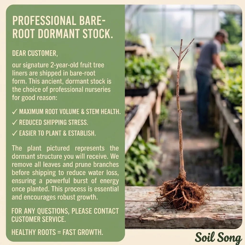 Cherry Sapling - Soil Song