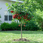 Cherry Sapling - Soil Song