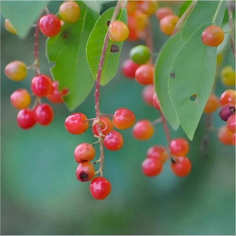 Choke cherry tree branch close-up with red and yellow berries and green leaves
