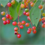 Choke Cherry Tree