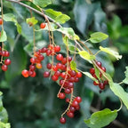 Choke Cherry Tree