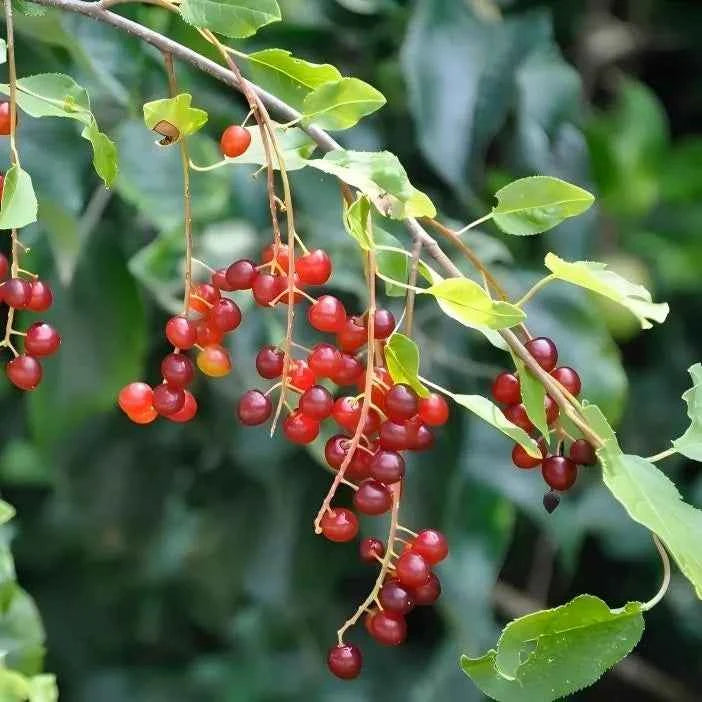Choke Cherry Tree
