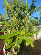 Cold Hardy Banana Tree