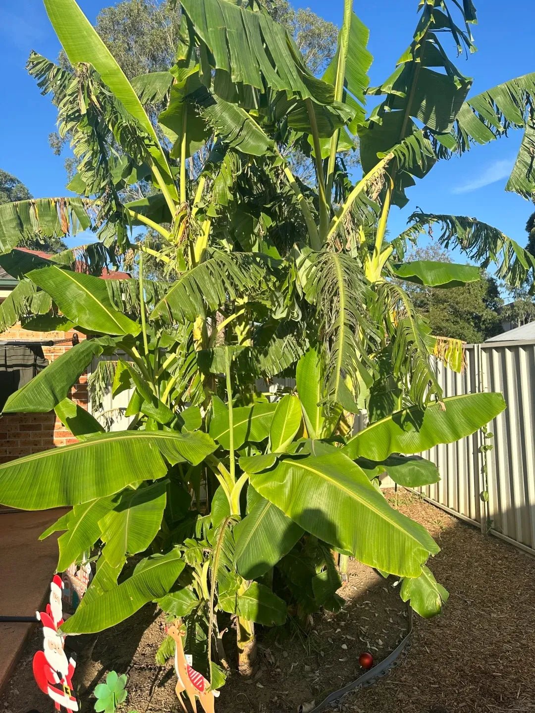 Cold Hardy Banana Tree - Soil Song