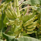 Cold Hardy Banana Tree
