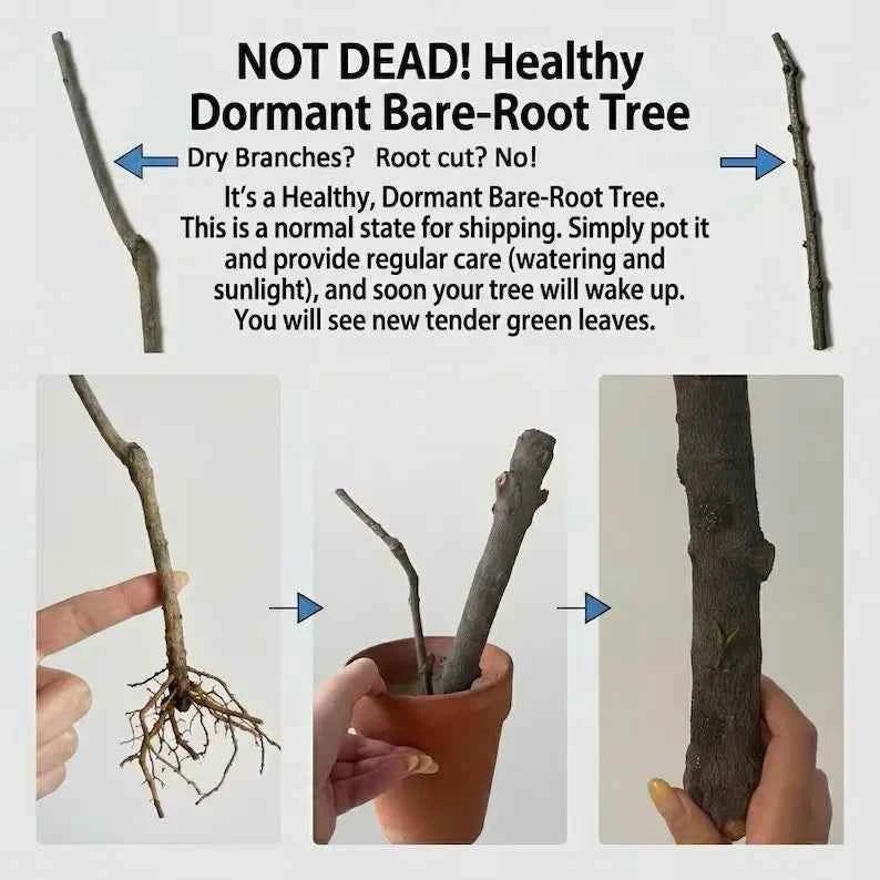 Dormant bare-root mango tree shown with roots and hands placing it in a pot