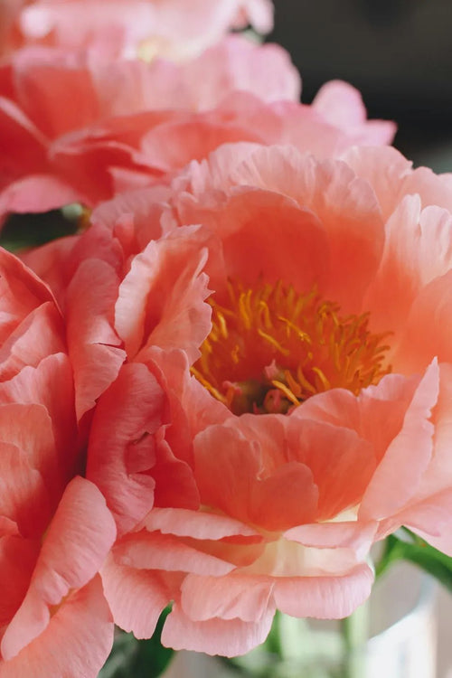 Coral Sunset Peony Root - Soil Song