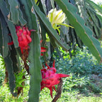 Dragon Fruit Cactus | Soil Song