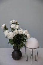 Duchesse de Nemours Peony Root - Soil Song