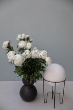 Duchesse de Nemours Peony Root - Soil Song