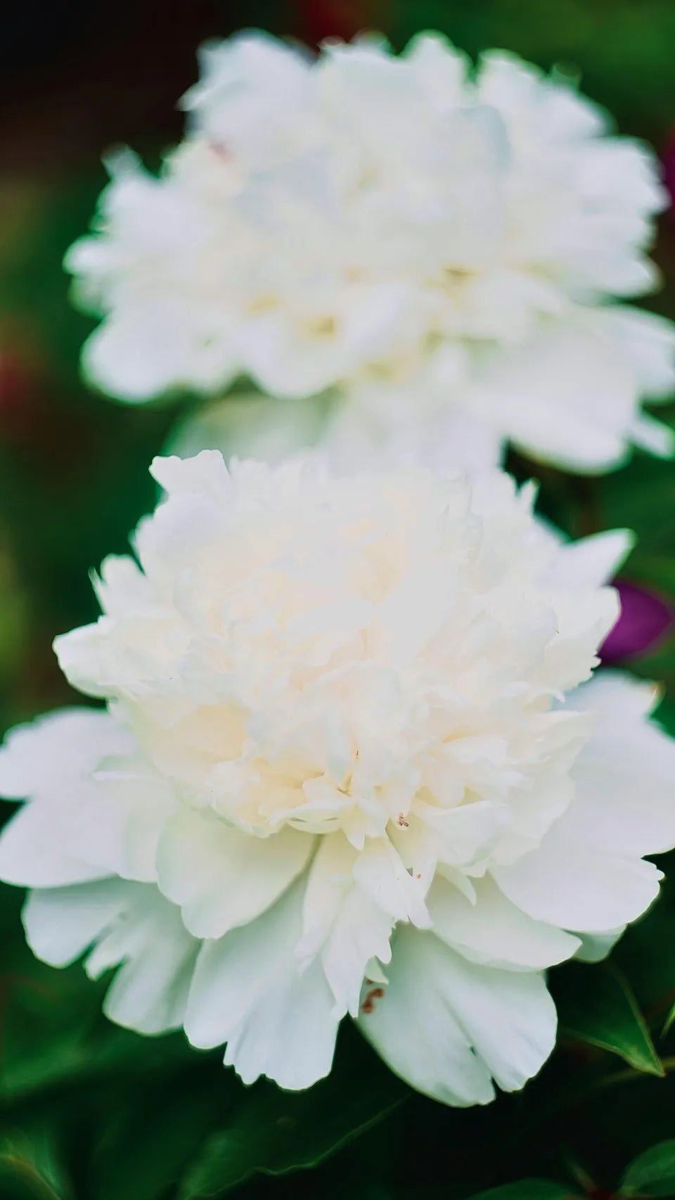 Duchesse de Nemours Peony Root - Soil Song
