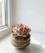 Echeveria 'Pink Spot' Rare Fairy - Like Succulent - Soil Song