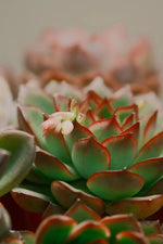 Echeveria 'Pink Spot' Rare Fairy - Like Succulent - Soil Song