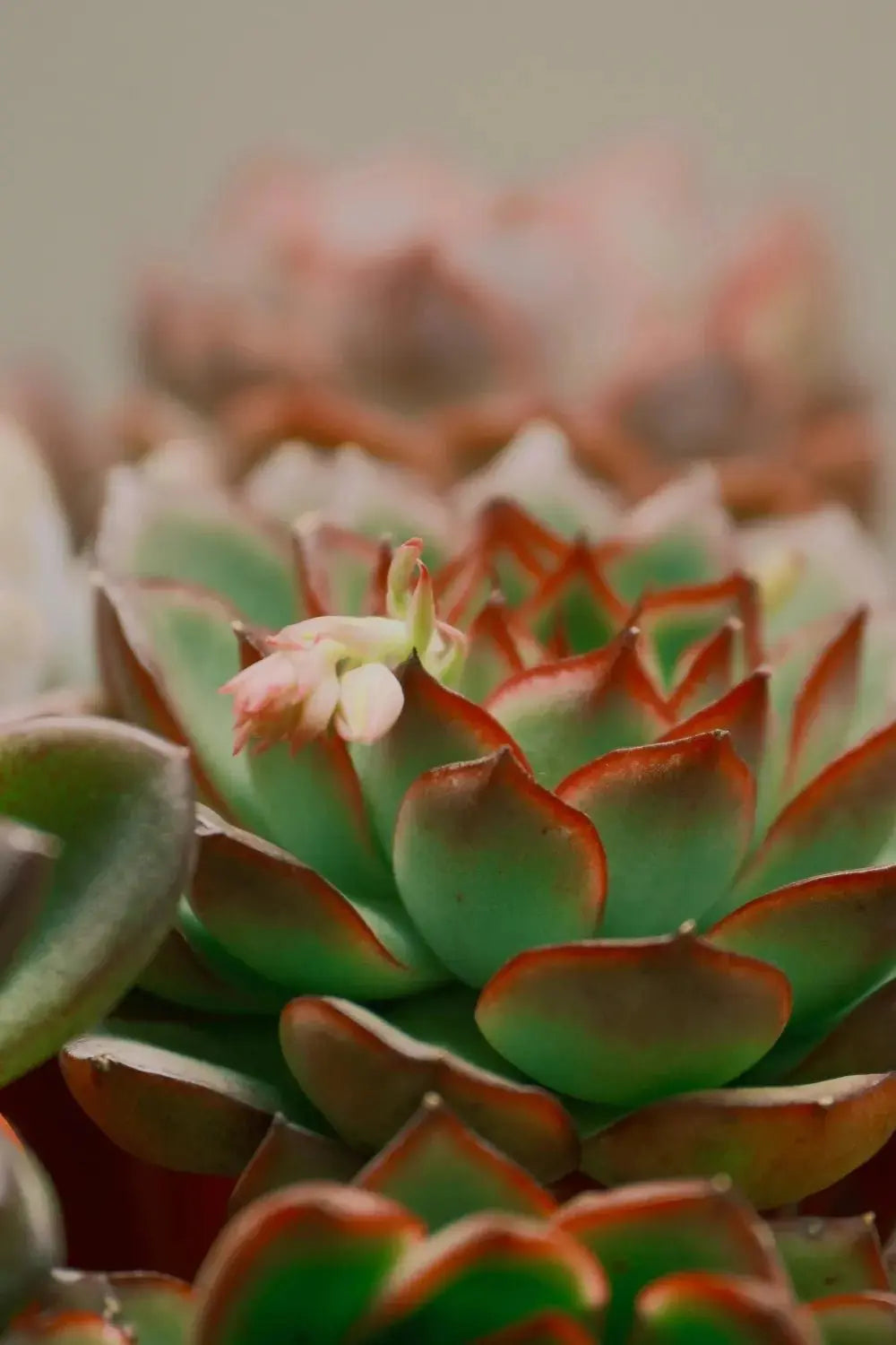 Echeveria 'Pink Spot' Rare Fairy - Like Succulent - Soil Song