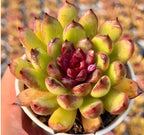 Echeveria Black Crystal
