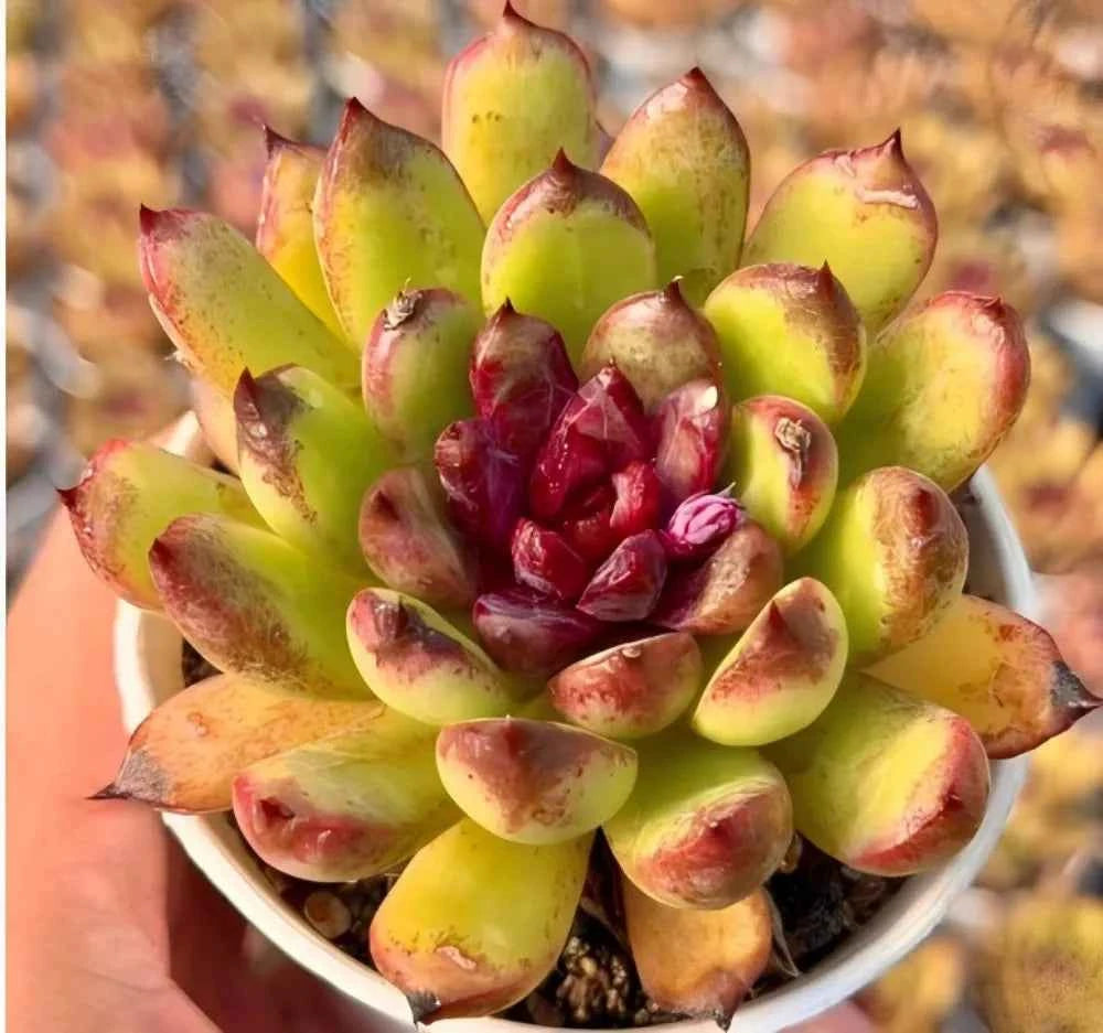 Echeveria Black Crystal