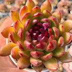 Echeveria Black Crystal