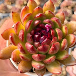 Echeveria Black Crystal Soil Song