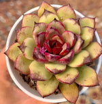 Echeveria Black Crystal Soil Song