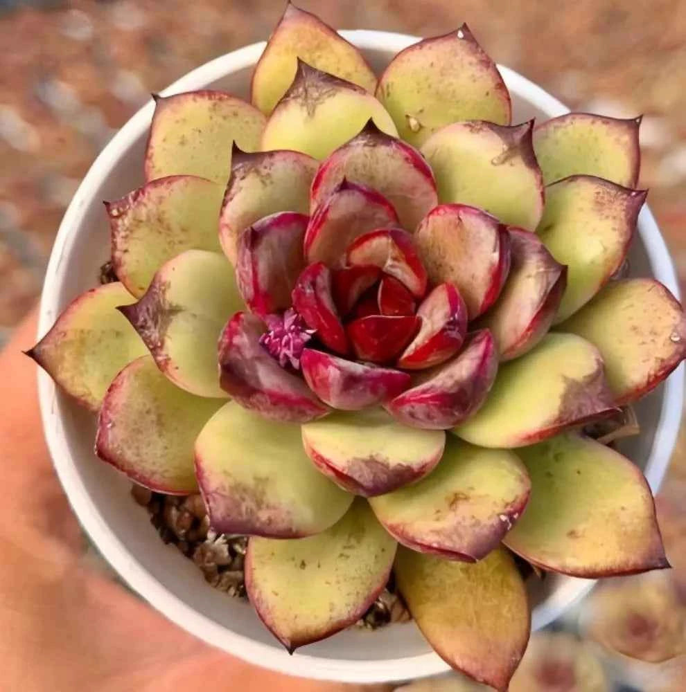 Echeveria Black Crystal