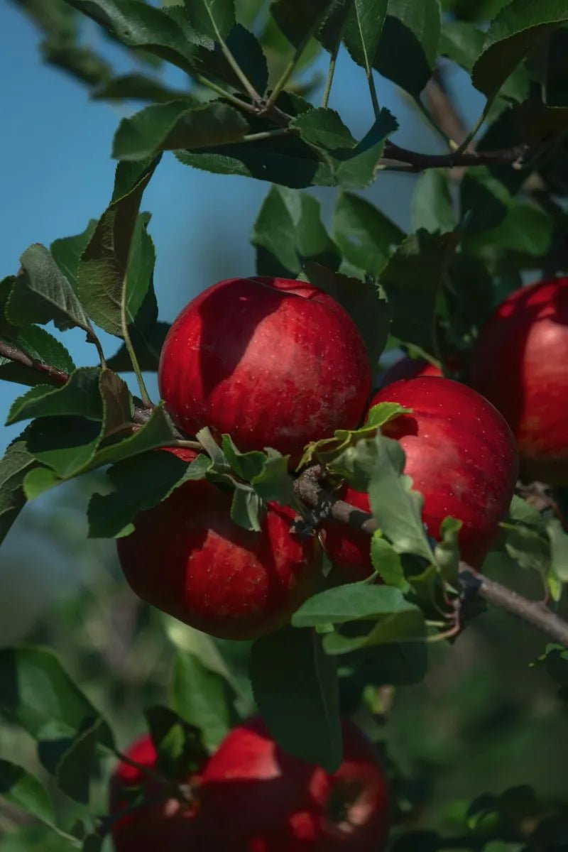 Enterprise Apple Tree - Soil Song