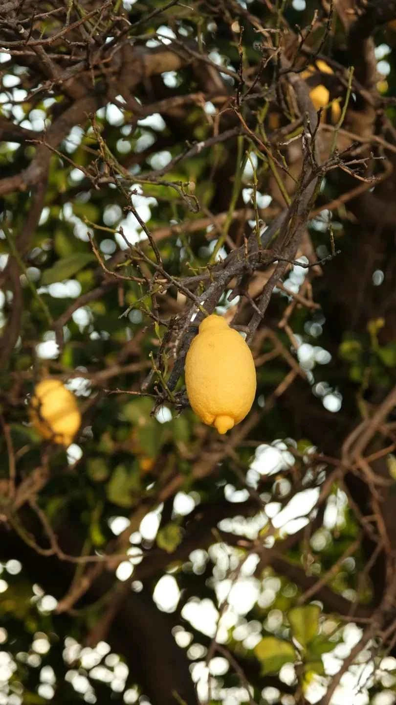 Eureka Lemon Tree