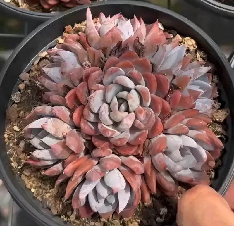 Lotus-shaped succulent arrangement in round tray, pink, peach, and white rosettes