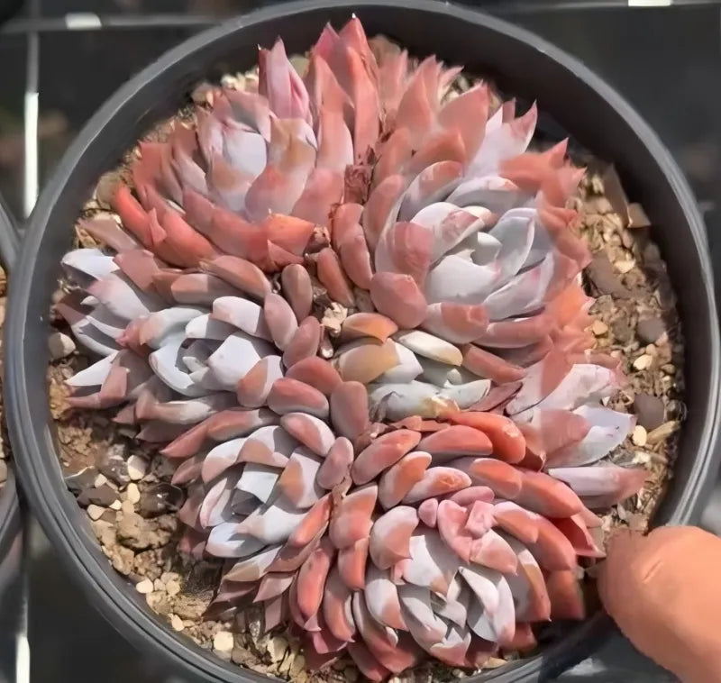 Lotus succulent in round tray with multicolor rosettes; hand adjusts the petals
