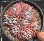 Lotus succulent in round tray with multicolor rosettes; hand adjusts the petals