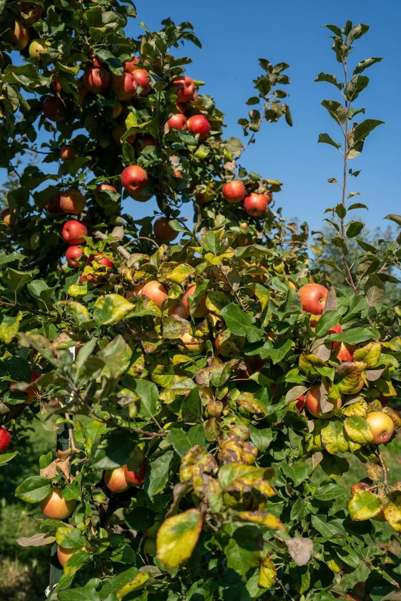 Fuji Apple Tree - Soil Song