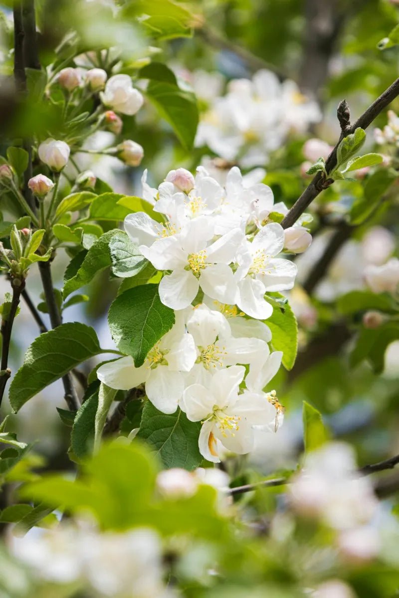 Fuji Apple Tree - Soil Song